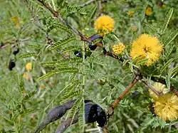 Aroma (Vachellia farnesiana)