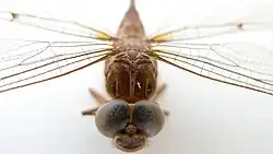 Eyes