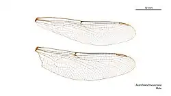 Male wings