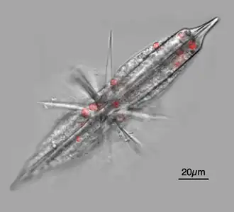 Fluorescent micrograph of an acantharian with Phaeocystis symbionts fluorescing red (chlorophyll)