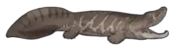 Acanthostega gunnari