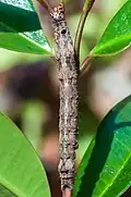 caterpillar