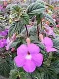 Achimenes patens 'Major' in cultivation