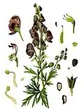 19th-century illustration