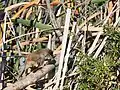 A. gracilirostris scratching itself while preening