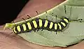 Caterpillar