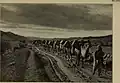 Transported with camels