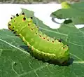 Actias luna