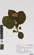 Herbarium specimen of Actinidia chinensis var. setosa