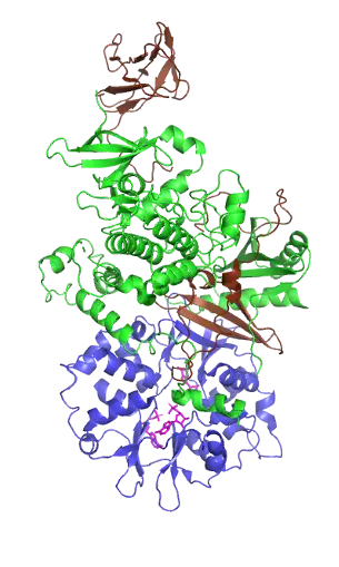 Active AMPK