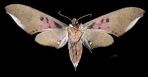 Female ventral