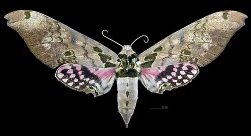 Female dorsal view