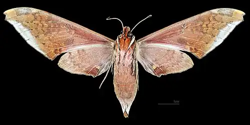 Female ventral