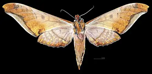 Female dorsal