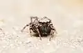 Male face
