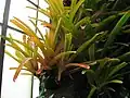 The orange form of Aechmea blanchetiana