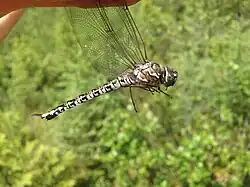 Female
