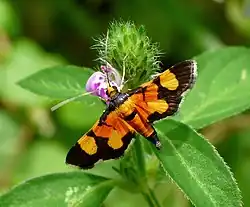 Aethaloessa calidalis