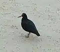 Taken in South Africa