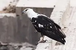 Juvenile