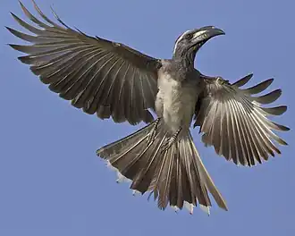 Male of the nominate race in the central Serengeti, with a ridge-like casque[12]