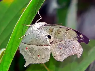 P. p. parhassus, Cameroon