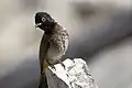 African red-eyed bulbul in Okaukuejo, Etosha National Park, Namibia