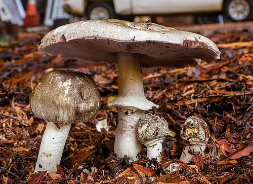 Agaricus buckmacadooi Kerrigan 2016