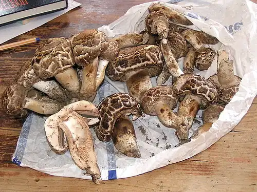 Agaricus vaporarius (Pers. 1801) J.Otto 1816