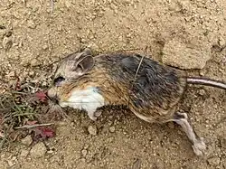 Brown and white long-tailed rat