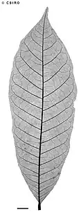 X-ray of leaf
