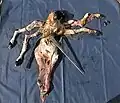 in a lamb