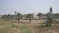 Agricultural fields where Guru Nanak used to perform cultivation, Gurdwara Darbar Sahib Kartarpur ,Pakistan