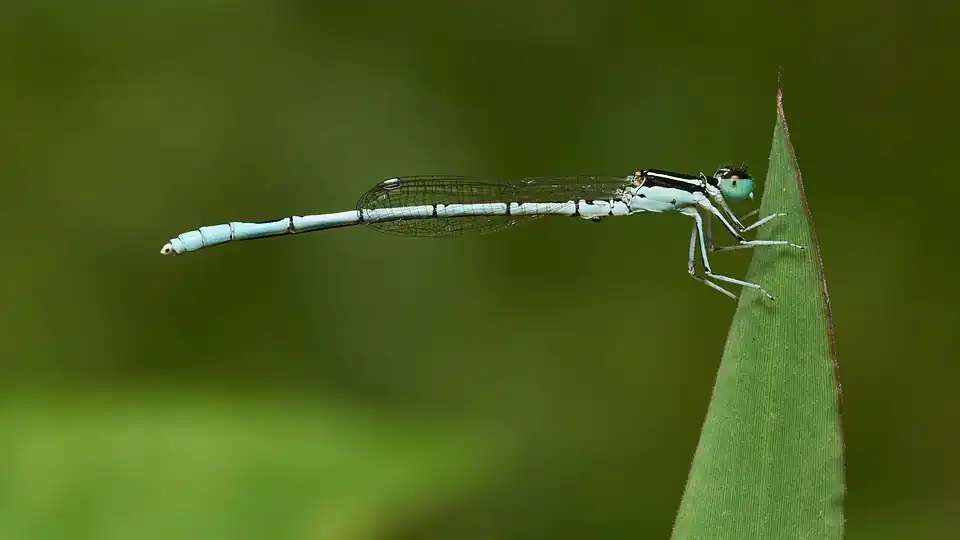 Agriocnemis pieris male