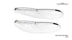 Male wings