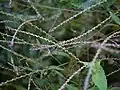 Tangle of long peduncles ("Devil's horsewhips") with sharp seeds makes walking through thickets difficult. India.