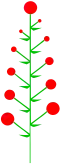Determinate inflorescence with acropetal maturation