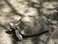 Buford, about 2 feet (0.61&nbsp;m) long