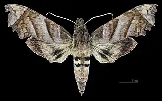 Female dorsal