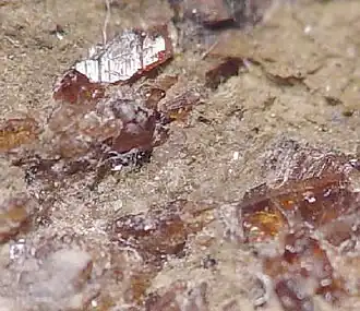 Alleghanyite