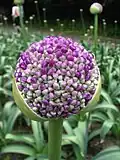 Flower opening