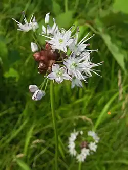 "Allium macrostemon", Tanesashi Coast, Aomori Prefecture, Japan