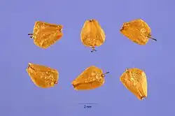 Seeds
