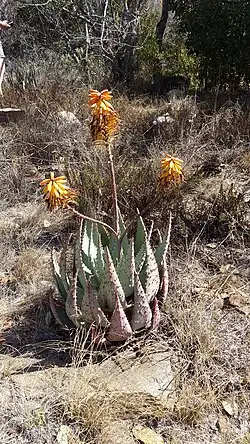 Hybrid of Aloe peglerae and Aloe marlothii