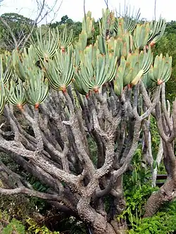 Though slow-growing, Kumara plicatilis can reach a height of 3–5 metres (9.8–16.4&nbsp;ft) .