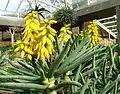 In flower