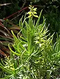 The rare "green-leafed" variety (var. viridifolia)