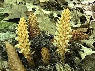 Conopholis americana, American cancer-root, Newport State Park