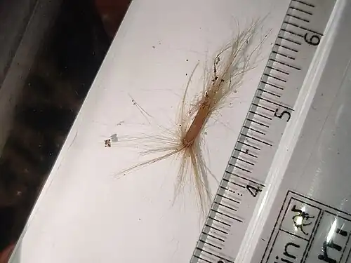 Seed