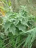 Velvety leaves (Germany)